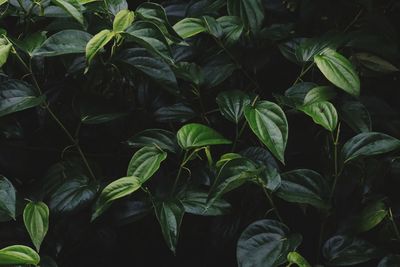 Full frame shot of plants