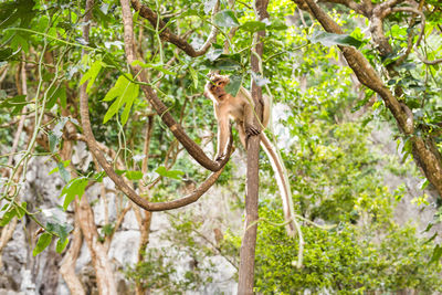 Monkey on tree in forest