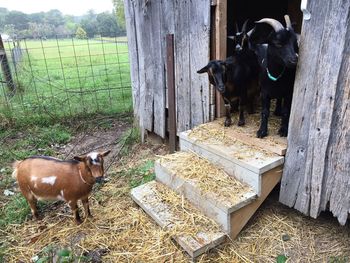 Portrait of two dogs in shed