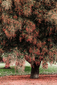 Ash tree bloom in spring. big and beautiful red and green leaf tree in melbourne gardens, australia