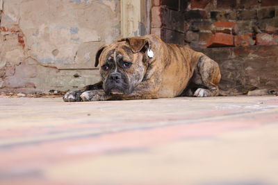 Portrait of a dog resting