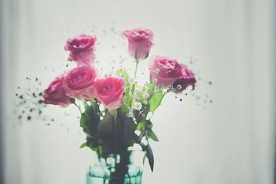 Close-up of pink rose blooming outdoors