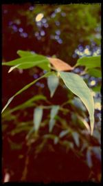 Close-up of plant