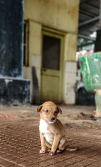 Portrait of puppy sitting outdoors