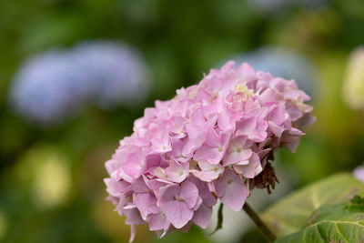 Close-up of pink flowering plant