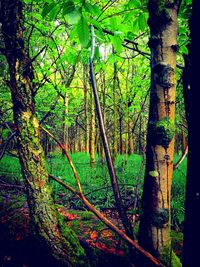 Trees in forest against sky