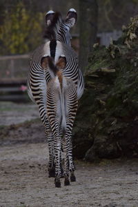 Zebra standing on land