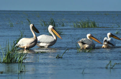 Great white pelicans in the danube delta, romania