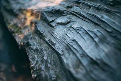 Close-up of tree trunk