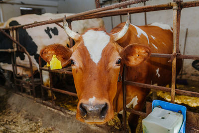 Portrait of cow