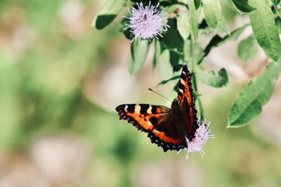 Butterfly pollinating on flower