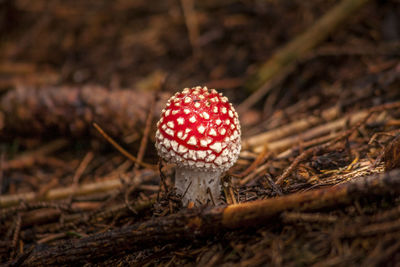 Close-up of fly agaric mushroom on field