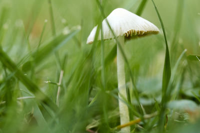 Close-up of mushroom growing on field