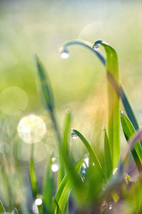 Close-up of dew on grass