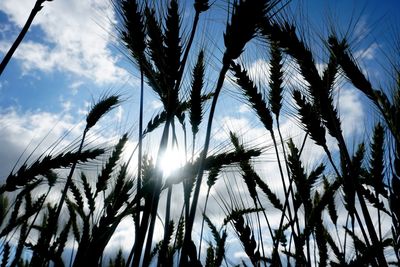 Low angle view of palm trees against sky