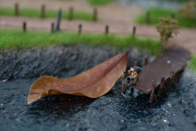 Close-up of autumn leaves on field