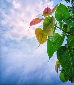 Low angle view of plant against sky