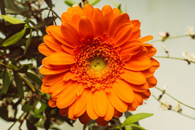 Close-up of orange flower