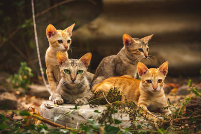 Portrait of cats sitting