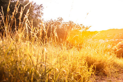 Plants growing on land against sky during sunset