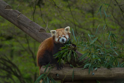 Animal in zoo