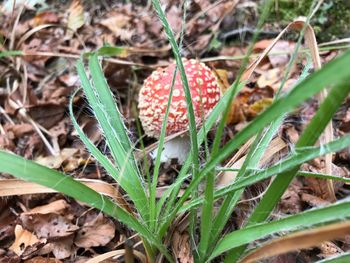 Close-up of fly agaric mushroom on field