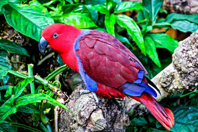 Close-up of parrot perching on tree