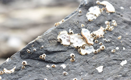 Close-up of shells on rock