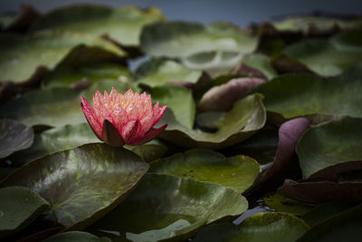 Close-up of water lily