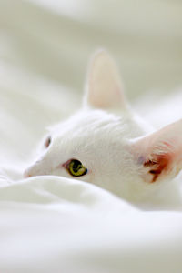 Close-up of white cat