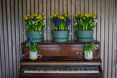 Potted plants in pot