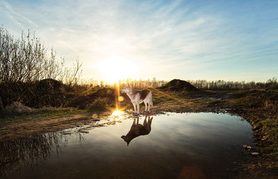 Horse standing in lake against sky