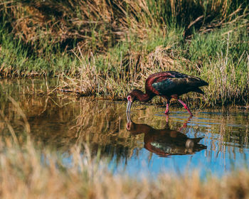 Bird in a lake