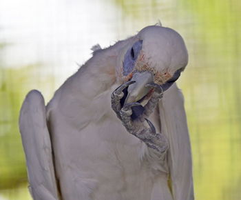 Close-up of a bird