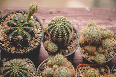 Close-up of succulent plant