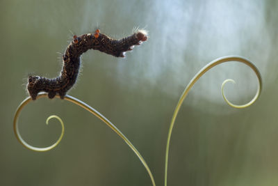 Unique caterpillars on nature place