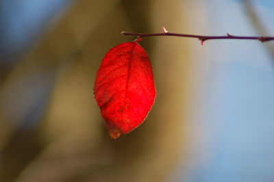 Close-up of red leaf hanging on branch