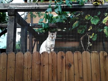 White cat in cage