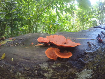 Close-up of plant against trees