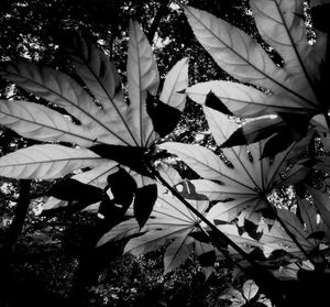 Low angle view of leaves