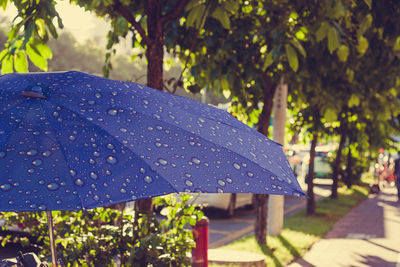 Close-up of wet leaves in park during rainy season