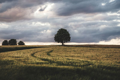 Scenic view of agricultural field against sky