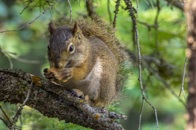 Squirrel on a tree