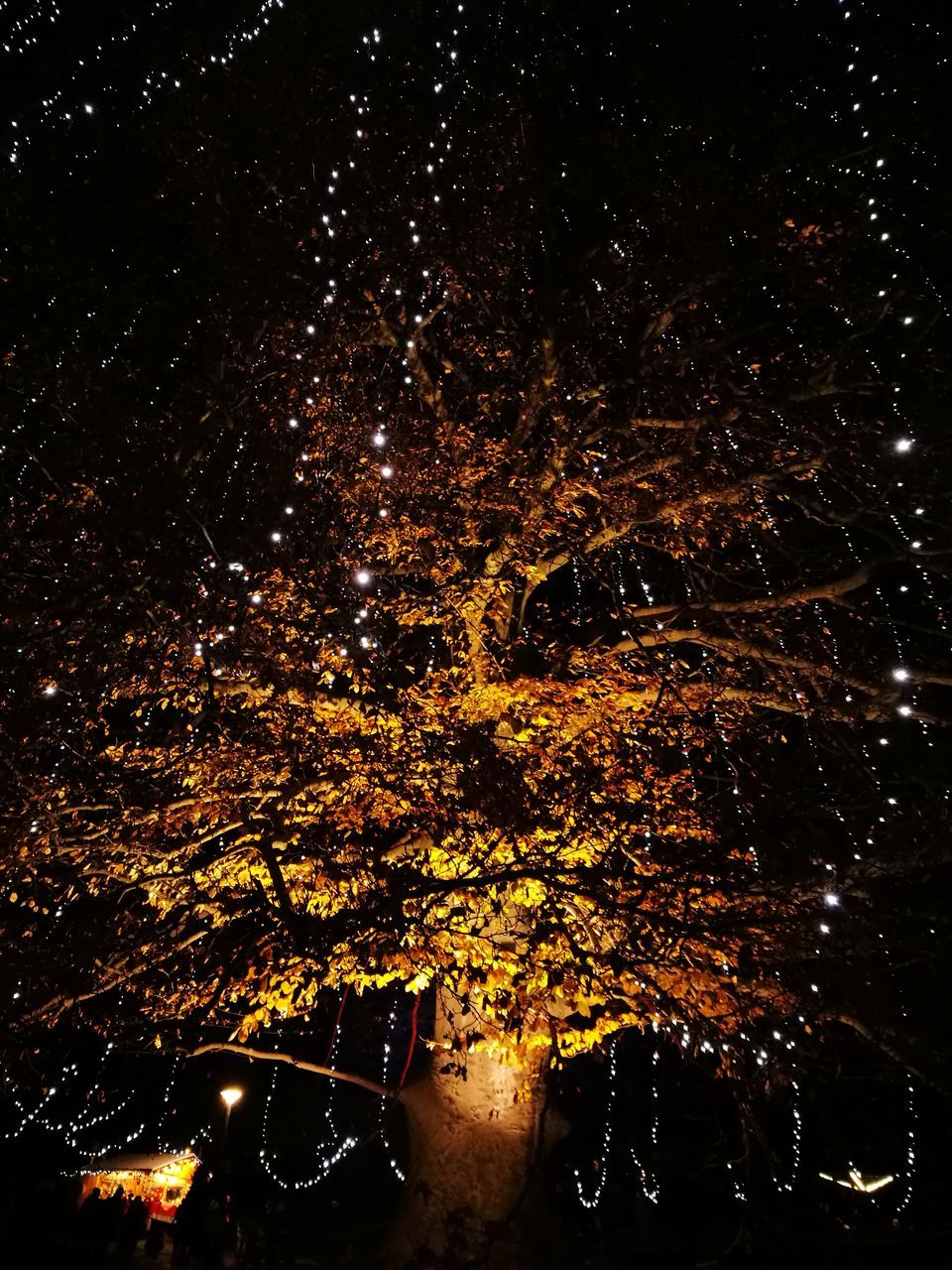 night, tree, no people, outdoors, beauty in nature, nature, close-up, sky