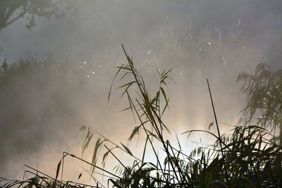 Low angle view of plants against sky