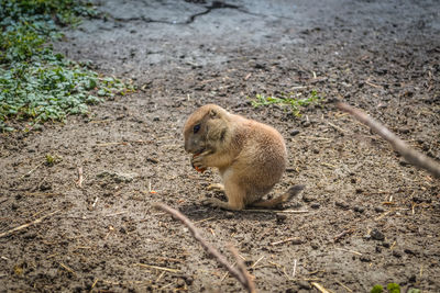 Rodent on field