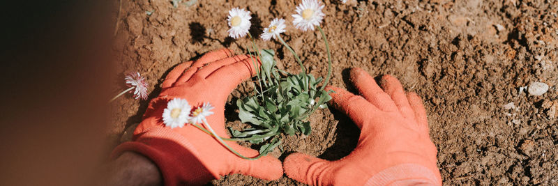 Male hands in red gloves young mature man gardener farmer plant daisy wildflowers on homestead