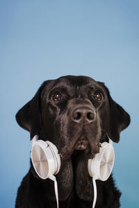 Close-up portrait of black dog against clear blue sky