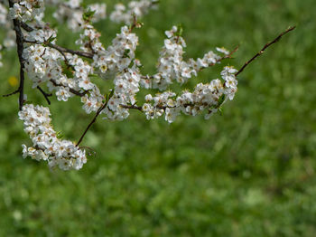 Close-up of white flowers on branch