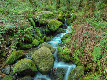 Stream flowing through rocks in forest